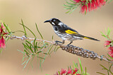 Image. New Holland Honeyeater