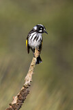 Image. New Holland Honeyeater