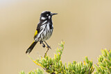 Image. New Holland Honeyeater