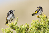 Image. New Holland Honeyeater