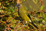 Image. New Zealand Bellbird