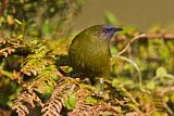 Image. New Zealand Bellbird