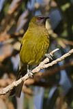 Image. New Zealand Bellbird