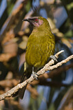 Image. New Zealand Bellbird