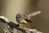 Image. New Zealand Fantail