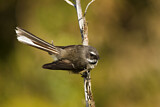 Image. New Zealand Fantail