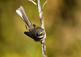 Image. New Zealand Fantail