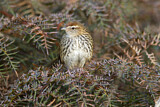 Image. New Zealand Fernbird