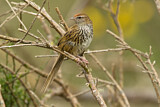 Image. New Zealand Fernbird
