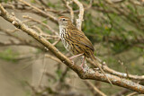 Image. New Zealand Fernbird
