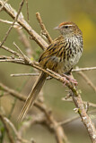 Image. New Zealand Fernbird