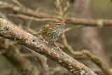 Image. New Zealand Fernbird