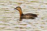 Image. New Zealand Grebe