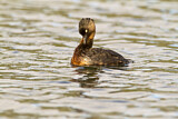 Image. New Zealand Grebe