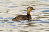 Image. New Zealand Grebe