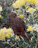 Image. New Zealand Kaka