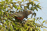 Image. New Zealand Kaka