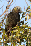 Image. New Zealand Kaka