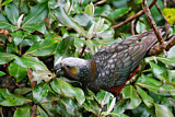 Image. New Zealand Kaka