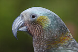 Image. New Zealand Kaka