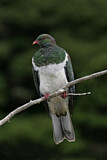 Image. New Zealand Pigeon
