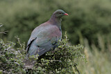 Image. New Zealand Pigeon