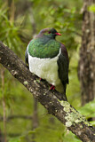 Image. New Zealand Pigeon