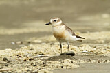 Image. New Zealand Plover