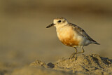 Image. New Zealand Plover