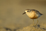 Image. New Zealand Plover