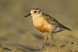 Image. New Zealand Plover