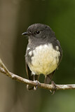Image. New Zealand Robin