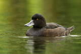 Image. New Zealand Scaup