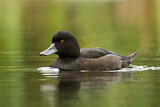 Image. New Zealand Scaup