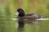 Image. New Zealand Scaup