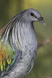 Image. Nicobar Pigeon