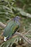 Image. Nicobar Pigeon