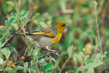 Image. Nihoakleidervogel