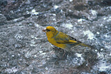 Image. Nihoakleidervogel