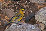 Image. Nihoakleidervogel