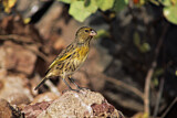 Image. Nihoakleidervogel
