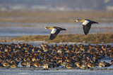 Image. Nilgans & Pfeifente