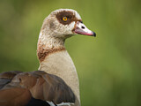 Image. Nilgans