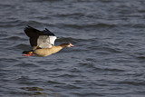 Image. Nilgans