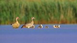 Image. Nilgans