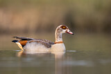 Image. Nilgans