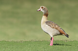 Image. Nilgans