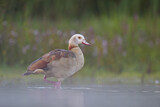 Image. Nilgans