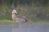 Image. Nilgans