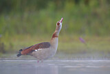 Image. Nilgans